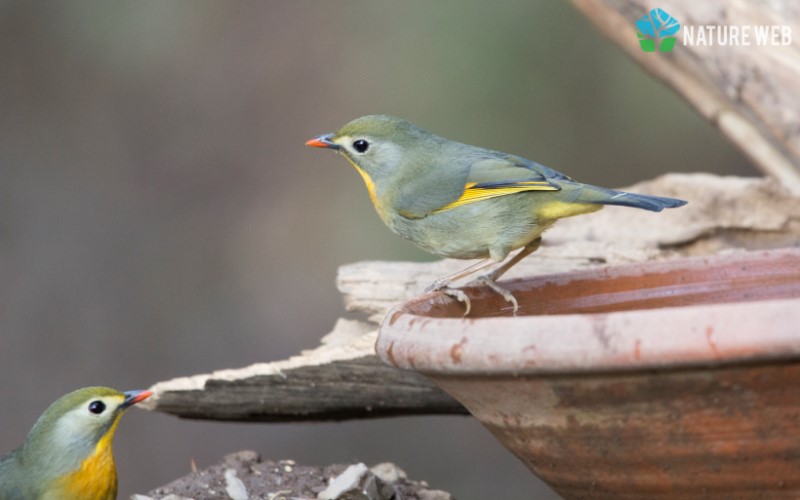 Red-billed Leiothrix